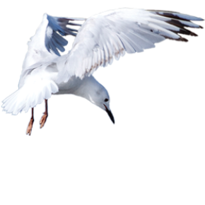 Black billed gull - tarāpuka