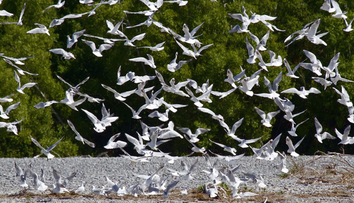 black billed gulls