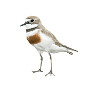 Banded dotterel - tuturiwhatu