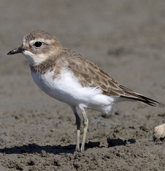 Juvenile