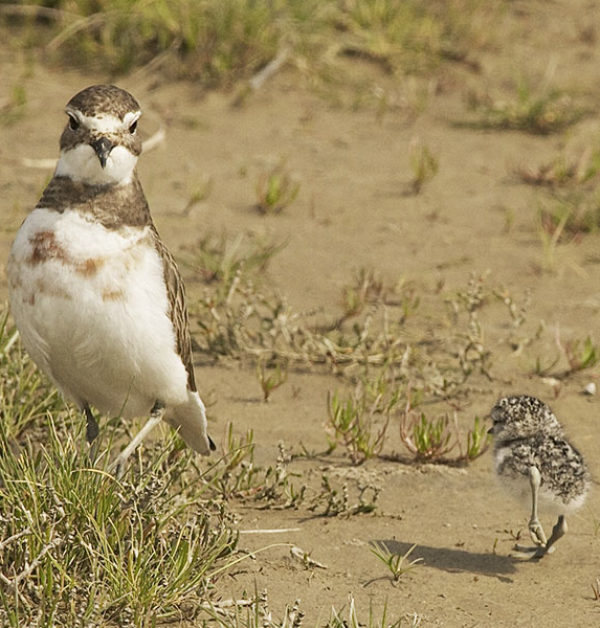 Female with chick