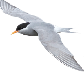 Black fronted tern - tarapiroe