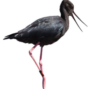 Black stilt - kakī