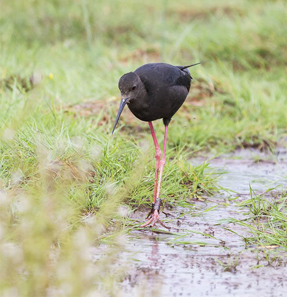 The Ashley-Rakahuri resident black stilt-kaki