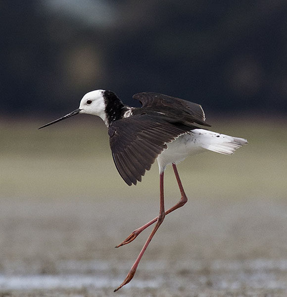 Pied Stilt – Poaka