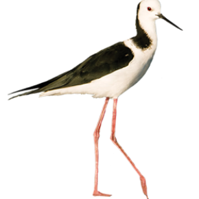 Pied stilt - poaka