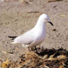 Population trends of braided river birds on the Ashley River (Rakahuri)