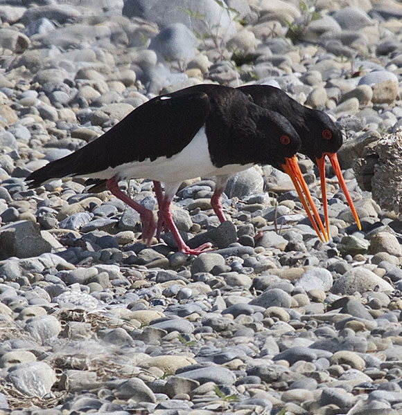 Courting on the riverbed