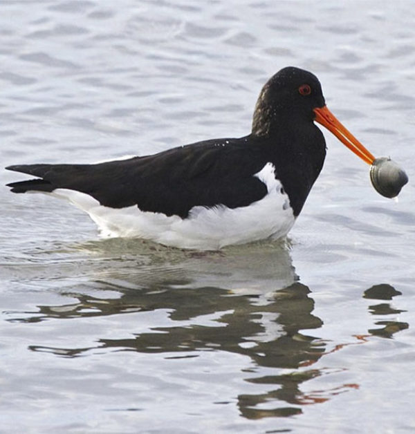 They eat a lot of things, like this shellfish, but they never eat oysters!