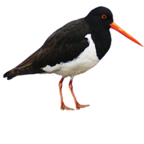 SI Pied Oystercatcher  - tōrea 