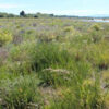 Quantification of the  weeds / birds battle                    on the Ashley - Rakahuri river
