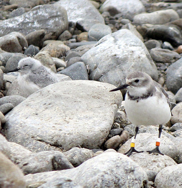 Notice the chick on the left of the photo