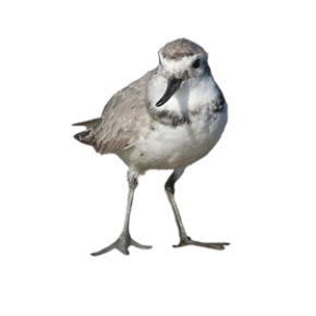 Wrybill - ngutupare