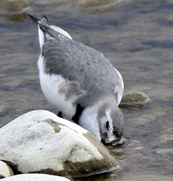 They use their bill to reach aquatic insect larvae under stones