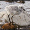 Ashley Rakahuri Wrybill