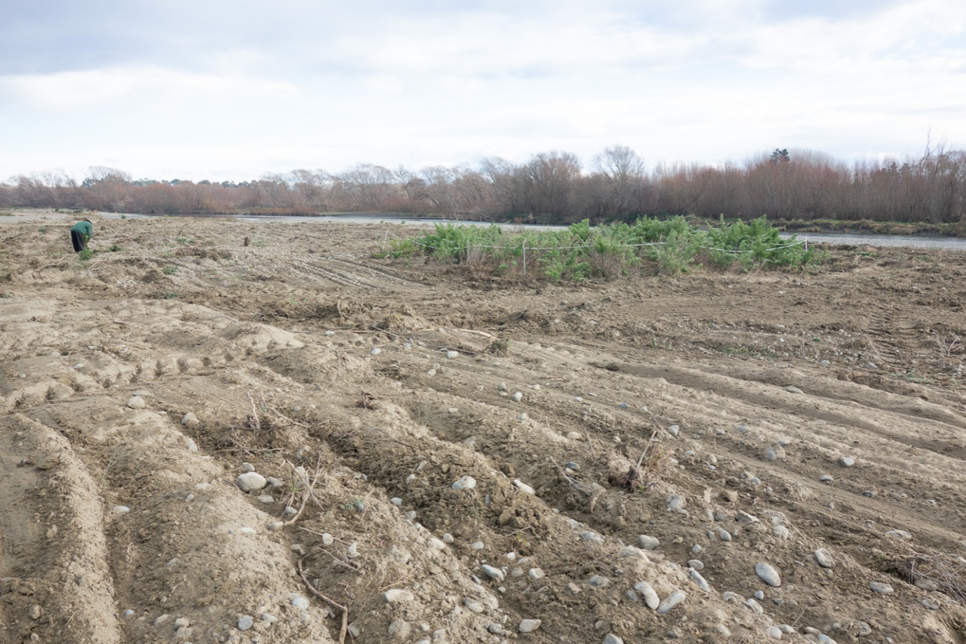 Eastern ripped area and control area