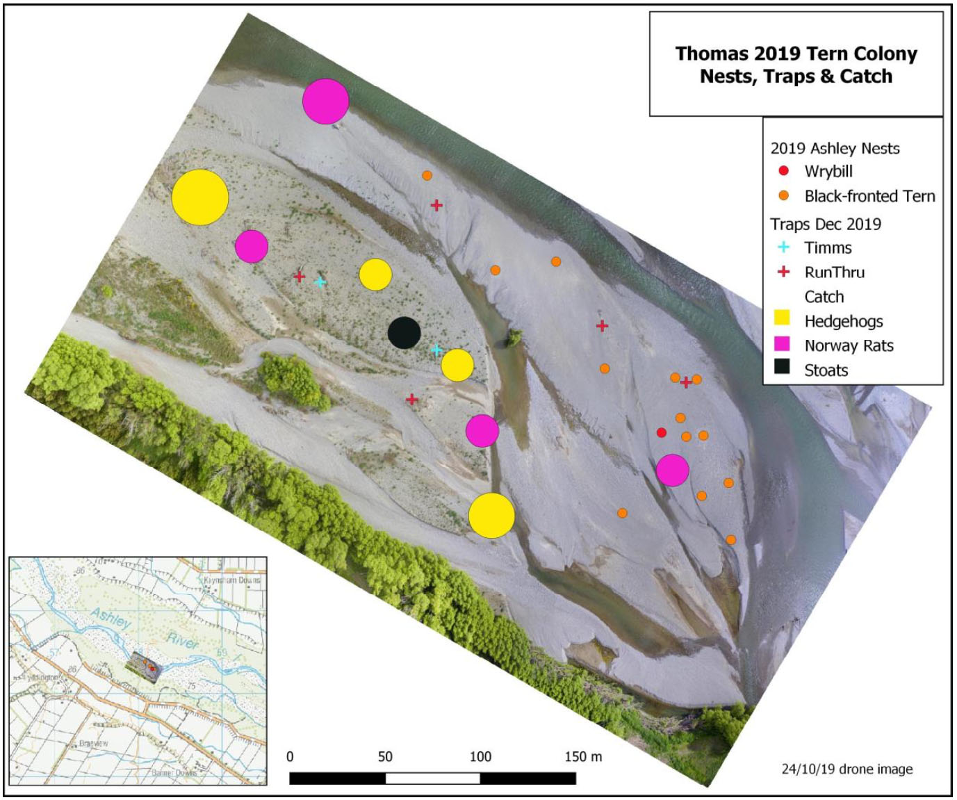 Ashley tern colony 2019