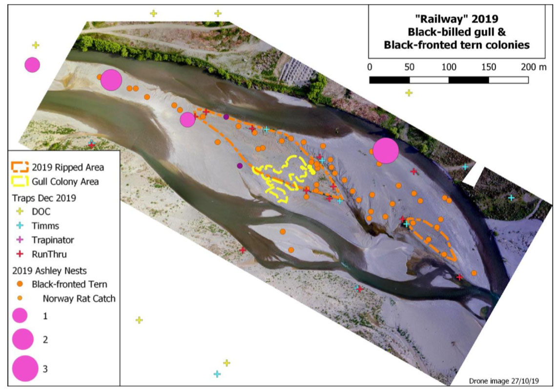 ashley river bird colonies 2019