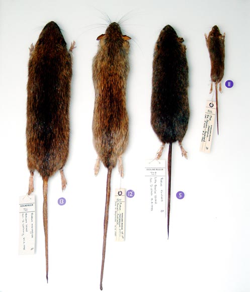 From left to right: Norway rat, ship rat, kiore, mouse: Natural Sciences Image Library of New Zealand (photo: Peter E. Smith)
