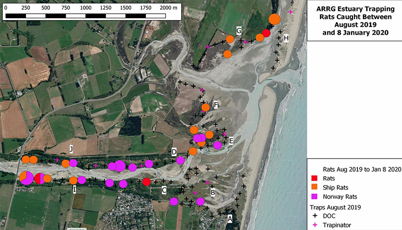 ashely estuary trapping 3