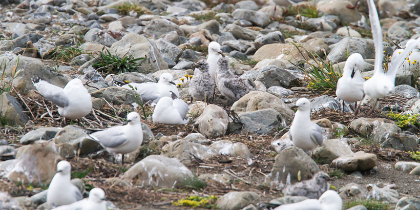 Pair of BBG chicks being fed, other gulls still on nests, 19 December 2019.