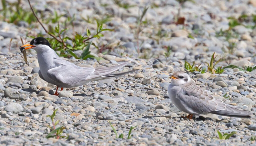 black fronted tern and chick ashley river