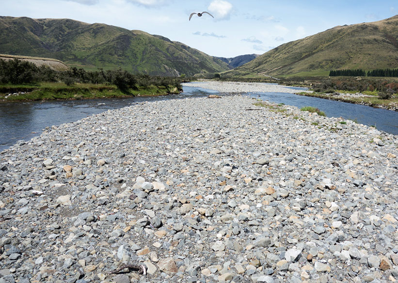 Black-fronted tern colony, looking downstream.