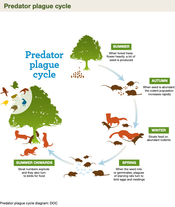 predatorplaguecycle