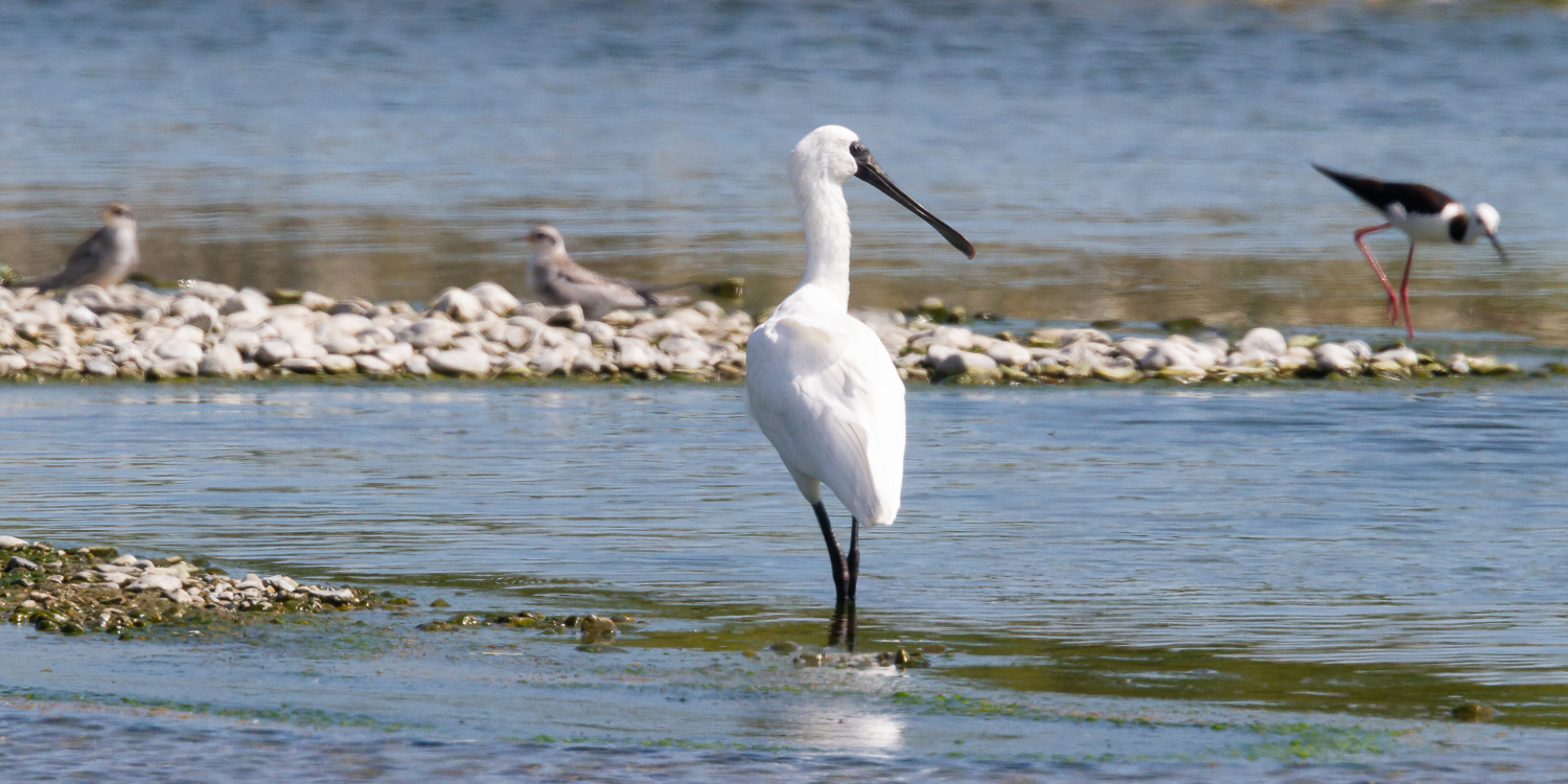 A spoonbill joins a pied stilt and a couple of juvenile terns around a remnant pool in the drying Ashley-Rakahuri river (Photo – Grant Davey)