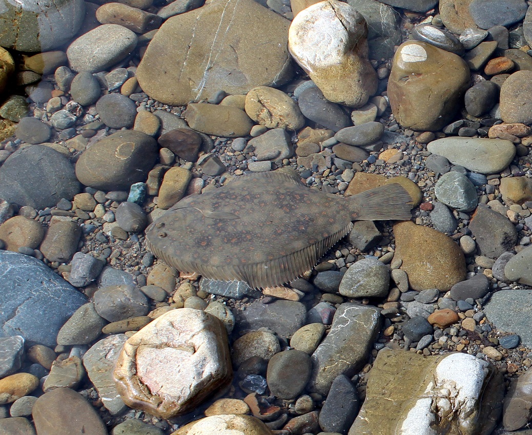 Fresh-water flounder are not often seen far up the Ashley-Rakahuri river.  This one was in a drying up riverbed pool some 8 km away from the coast.  (Photo – Nick Ledgard)