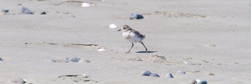 Banded dotterel chick on the beach – October 2019