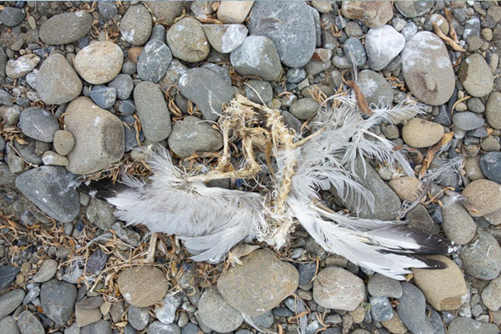 Young gull gnawed by rats