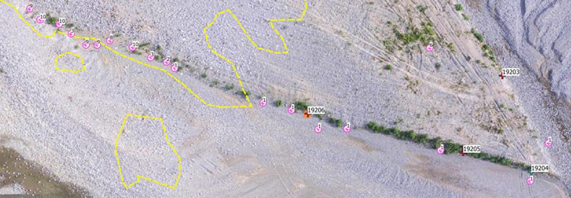 Traps, colony edge (yellow lines) and some land predator kill (pink symbols with numbers)