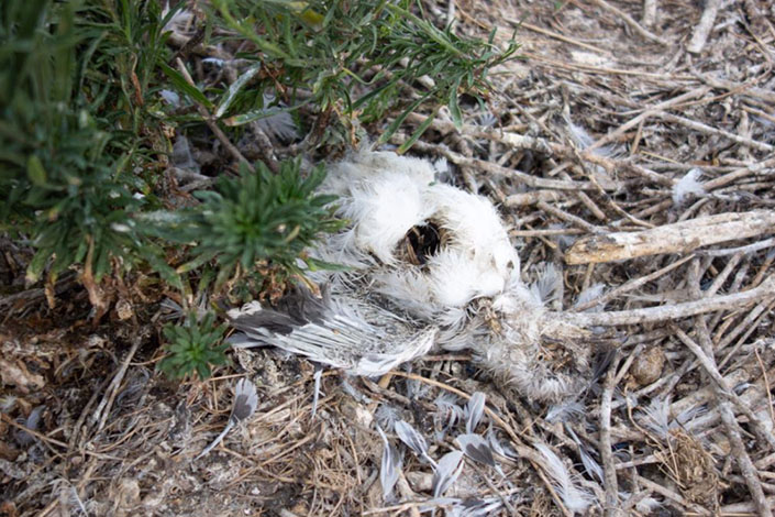 Young gull partially eaten by rats