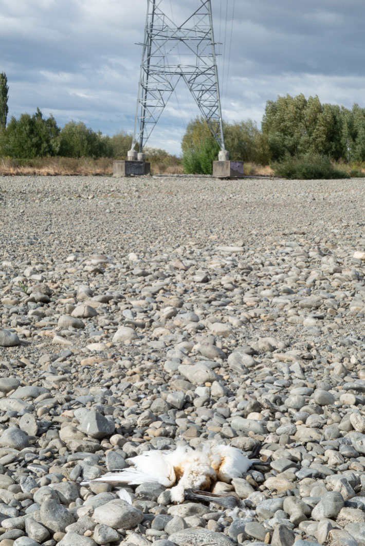 Dead spoonbill beneath pylon lines