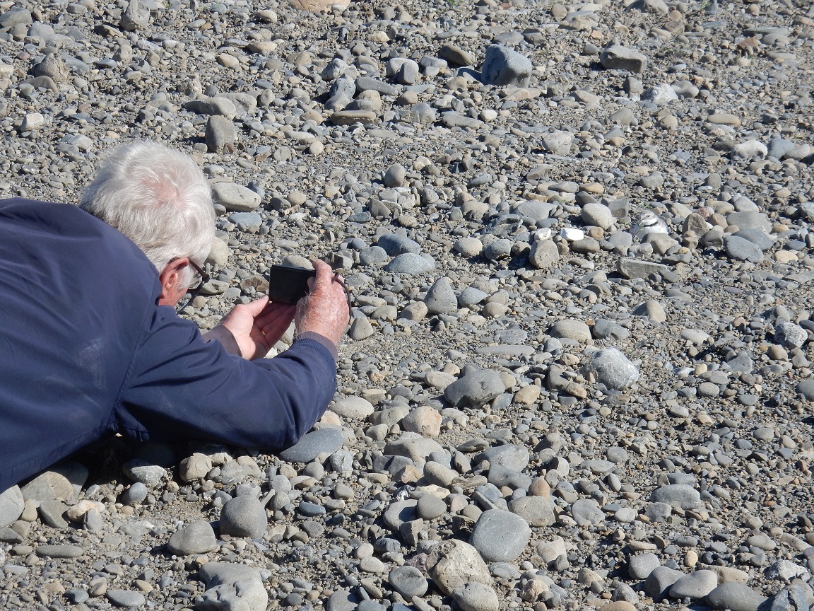 Grant taking a close-up photo of the female wrybill on her nest. Some birds are not disturbed by such intimacy, whilst others will disappear when one is still 50m away.