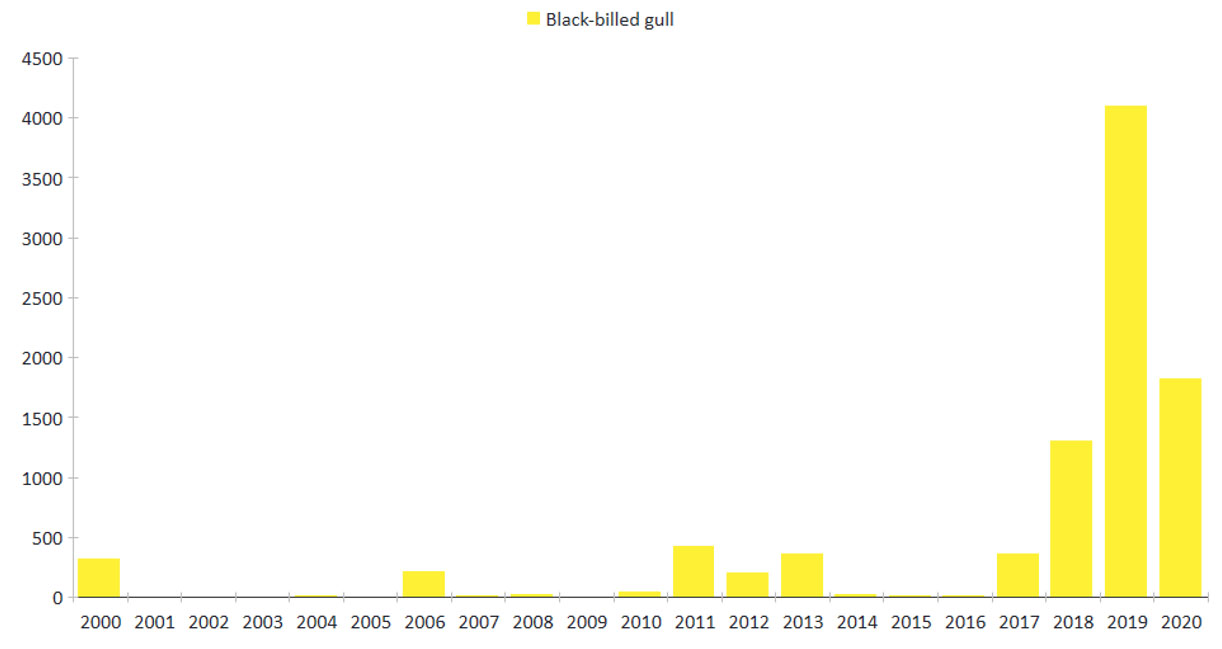 Figure 4. Annual bird count results, black-billed gulls, 2000 – 2020