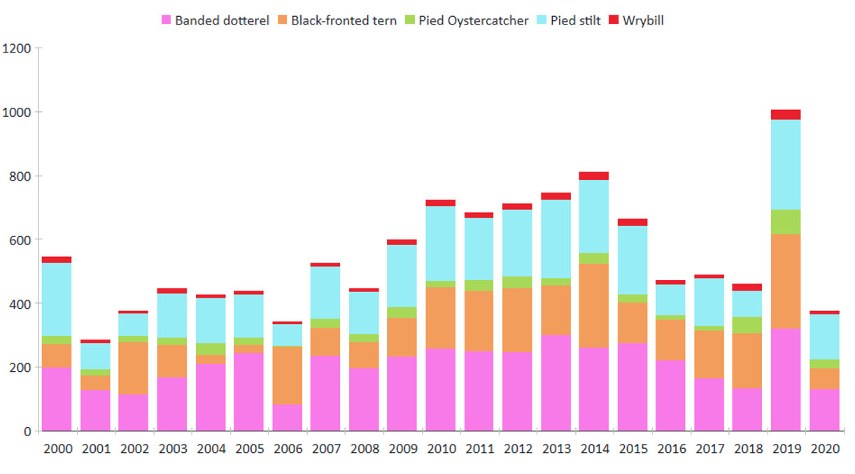 Figure 3. Annual bird count results, key braided river species, 2000 - 2020