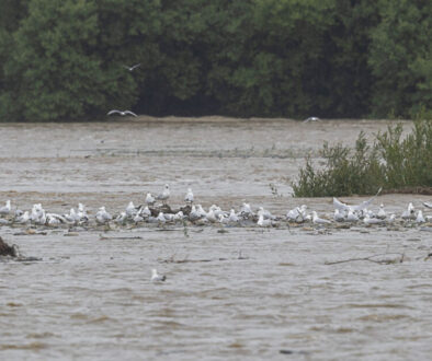 River rising 19 nov gd.jpg