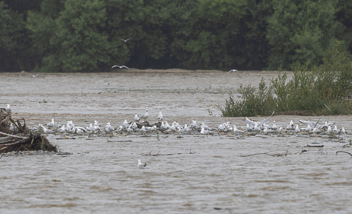 River rising 19 nov gd.jpg