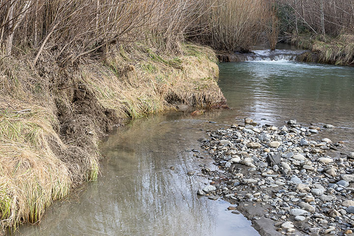 Norway rats burrowing into river bank