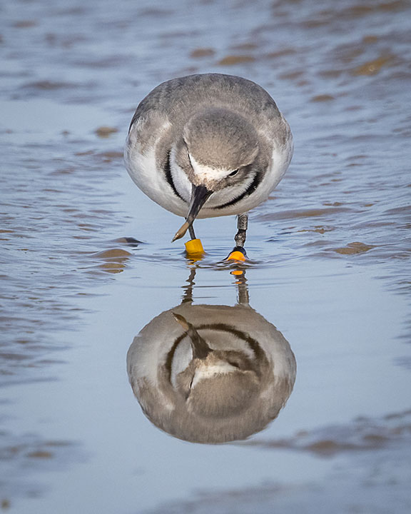 wrybill Ashley Rakahuri