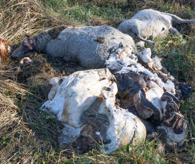 Evie finds dead sheep & butchered cow