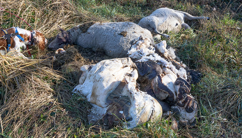 Evie finds dead sheep & butchered cow Evie finds dead sheep & butchered cow